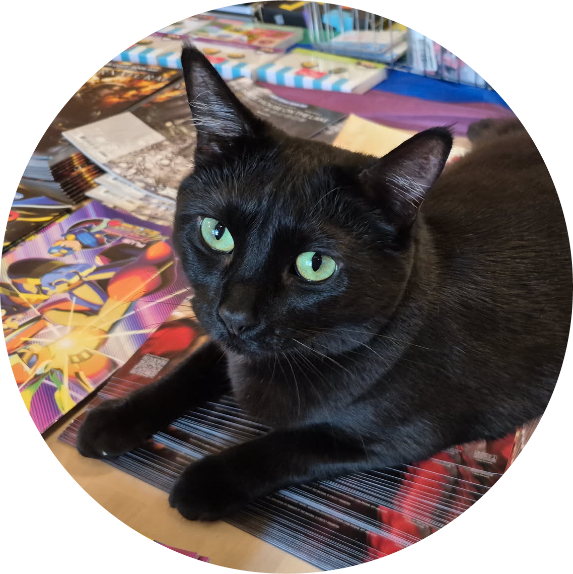 image of a black cat