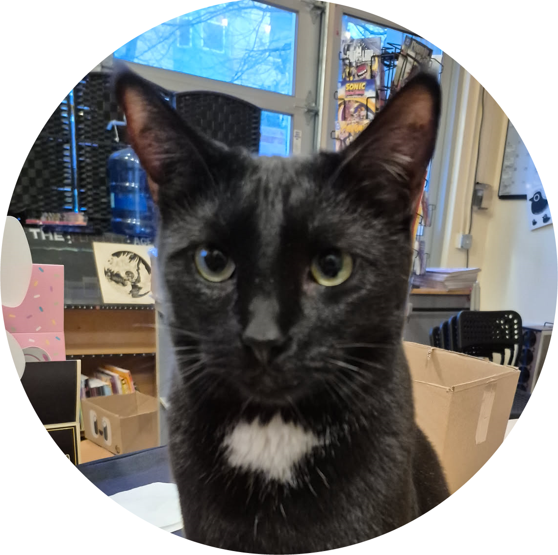 black cat with a white poof on chest